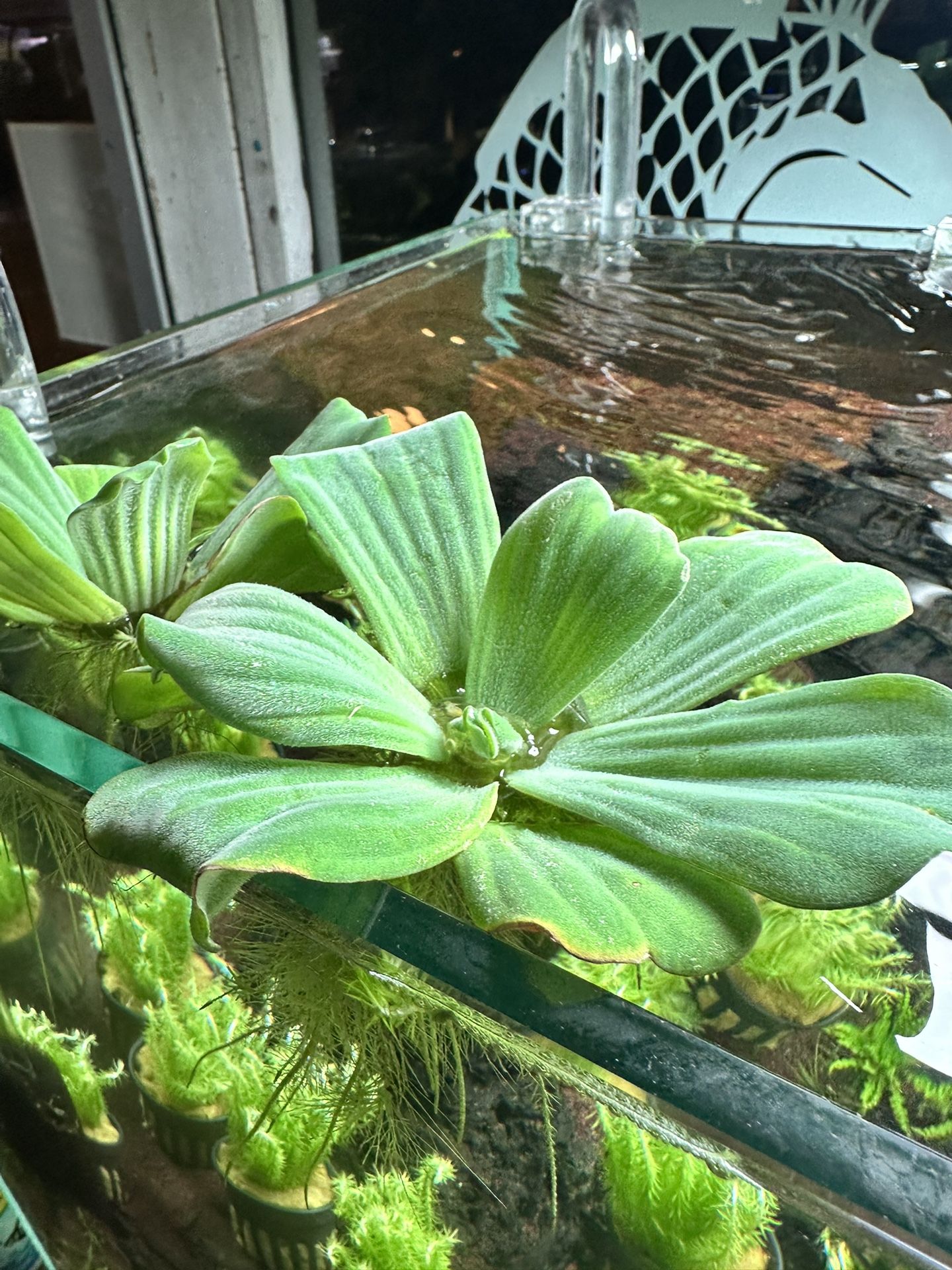 Water Lettuce (Pistia stratiotes) – Live Floating Aquatic Plant – Ideal for Ponds & Aquariums