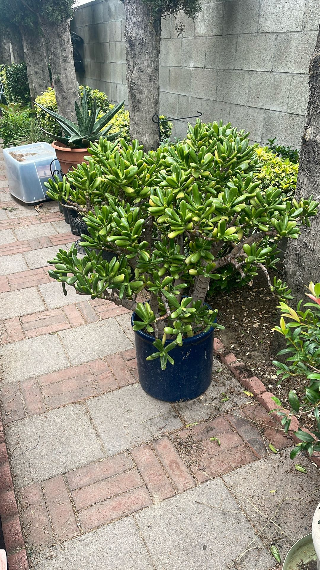 Big Beautiful, Jade,plant
