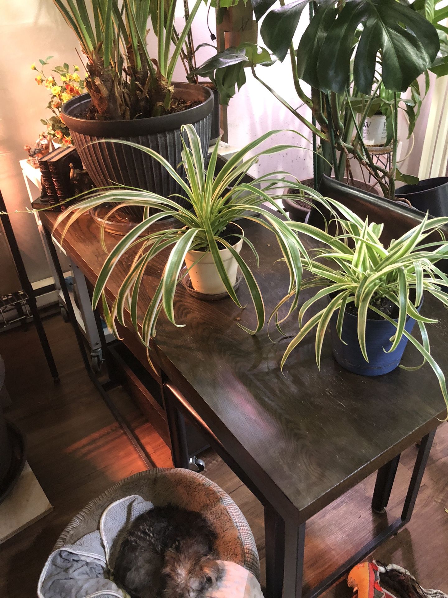 Two Spider Plants $15 Each
