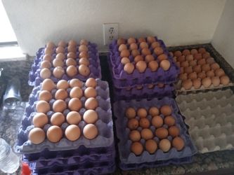 Farm Fresh Eggs
