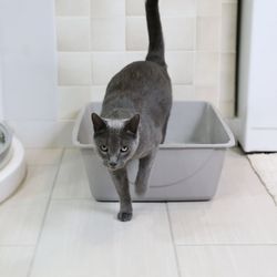 Petmate Durable Open Top Entry Easy to Clean Cat Litter Pan, SET OF 10, NEW