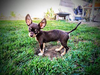 Reward: Missing Puppy near Grangeville and Mary St.