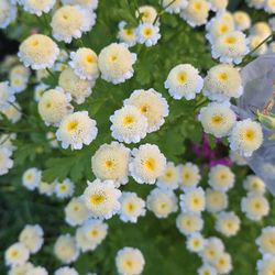 Feverfew Perennial Plant for Sale! Likes Sun & Part-Sun.