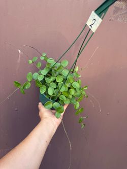 6” hoya mathilde