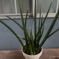 Succulents 