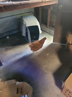 Chicken Pet
