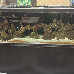 125 gallon Fish Tank 