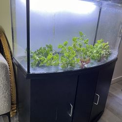 Spectacular Curved Show Case Fish Tank , Aquarium 40 Gallons