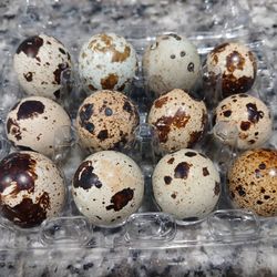 Quail Eggs