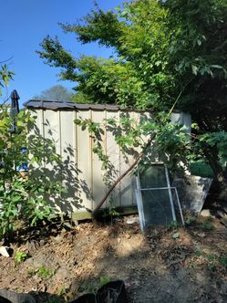 Free Sassafras Tree One Left