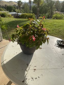5 gallon begonia flower pot pink flower