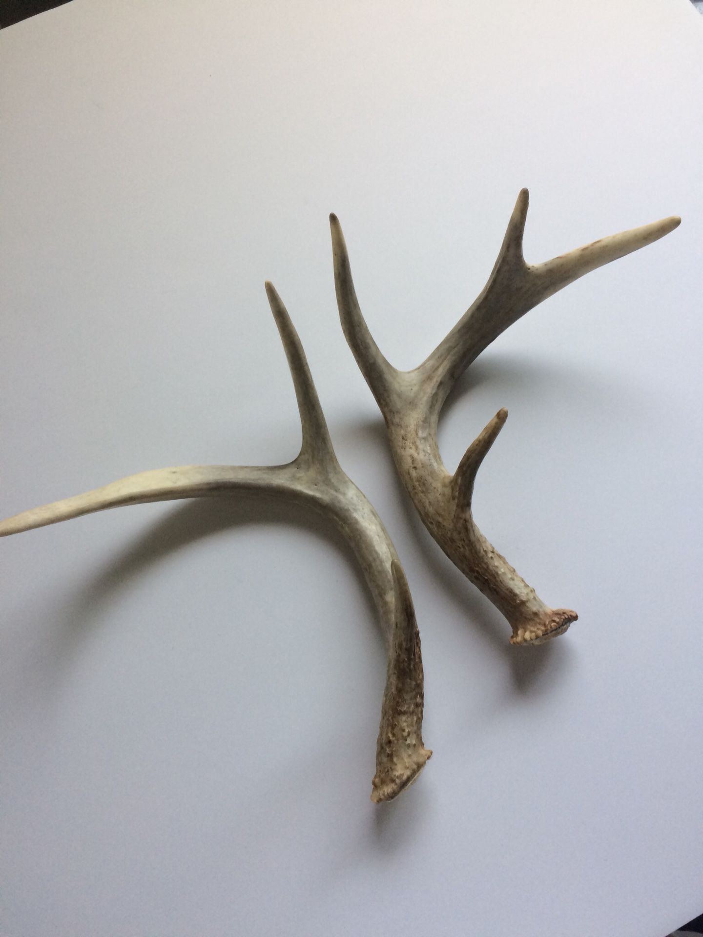 Deer antlers shed (pair)