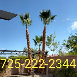Palm Tree Trimming 