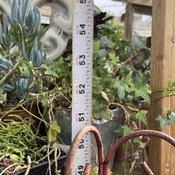 Corner shelf planter