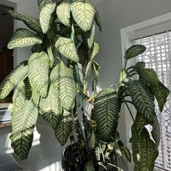 Indoor Beautiful Dieffenbachia Plant! 