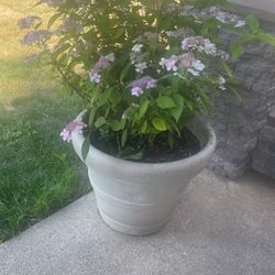 Hydrangea