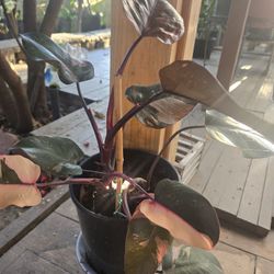 Philodendron Pink Princess, 2 Gallon Pot, Large Plant 