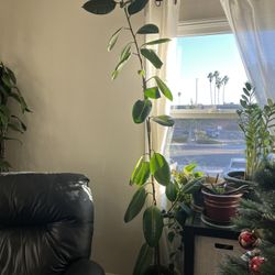 8ft Rubber Tree Plant with Pot