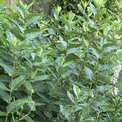 Large Common Milkweed Plants🌱Scroll Down For Complete Details🌱