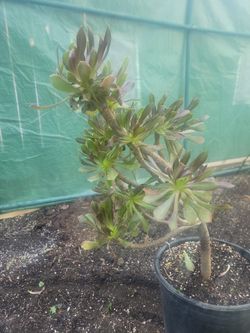 Succulent