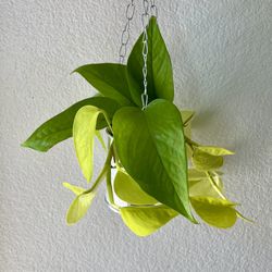 Neon Pothos