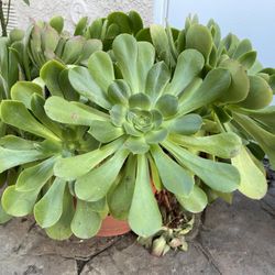 Gorgeous Lots Of Plants Like Flower