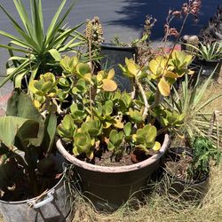 Big Pot Plant