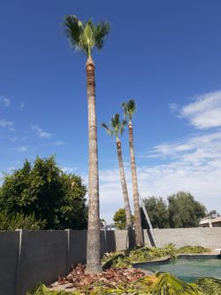 Palm Tree Trim!!