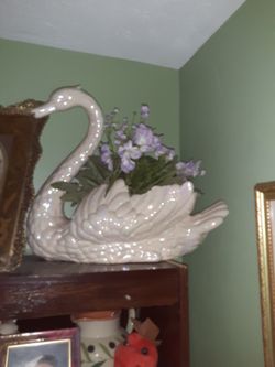 Beautiful White Rainbow Swan