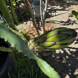 Dragon Fruit Cuttings Many Kinda
