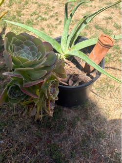 1 succulent, aloe Vera $5