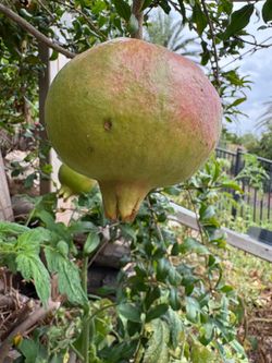 Pomegranate tree with fruits