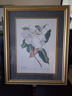 Framed Magnolia Botanical Print
