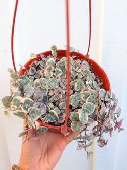 Ceropegia Woodii Strings of Hearts Variegated Plant 6" Pot - Indoor House Plants