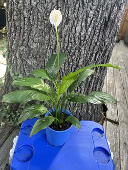 Peace Lily Plant 