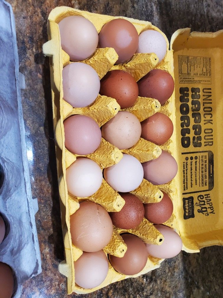 Fresh Eggs