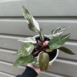 6” pink princess philodendron marble galaxy 