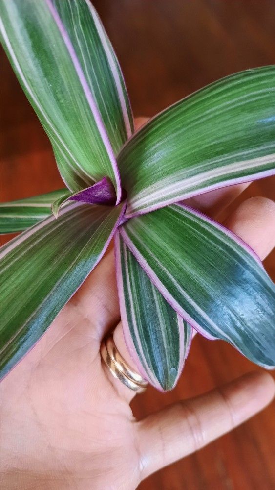 Tradescantia Cutting