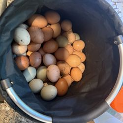 Farm Eggs