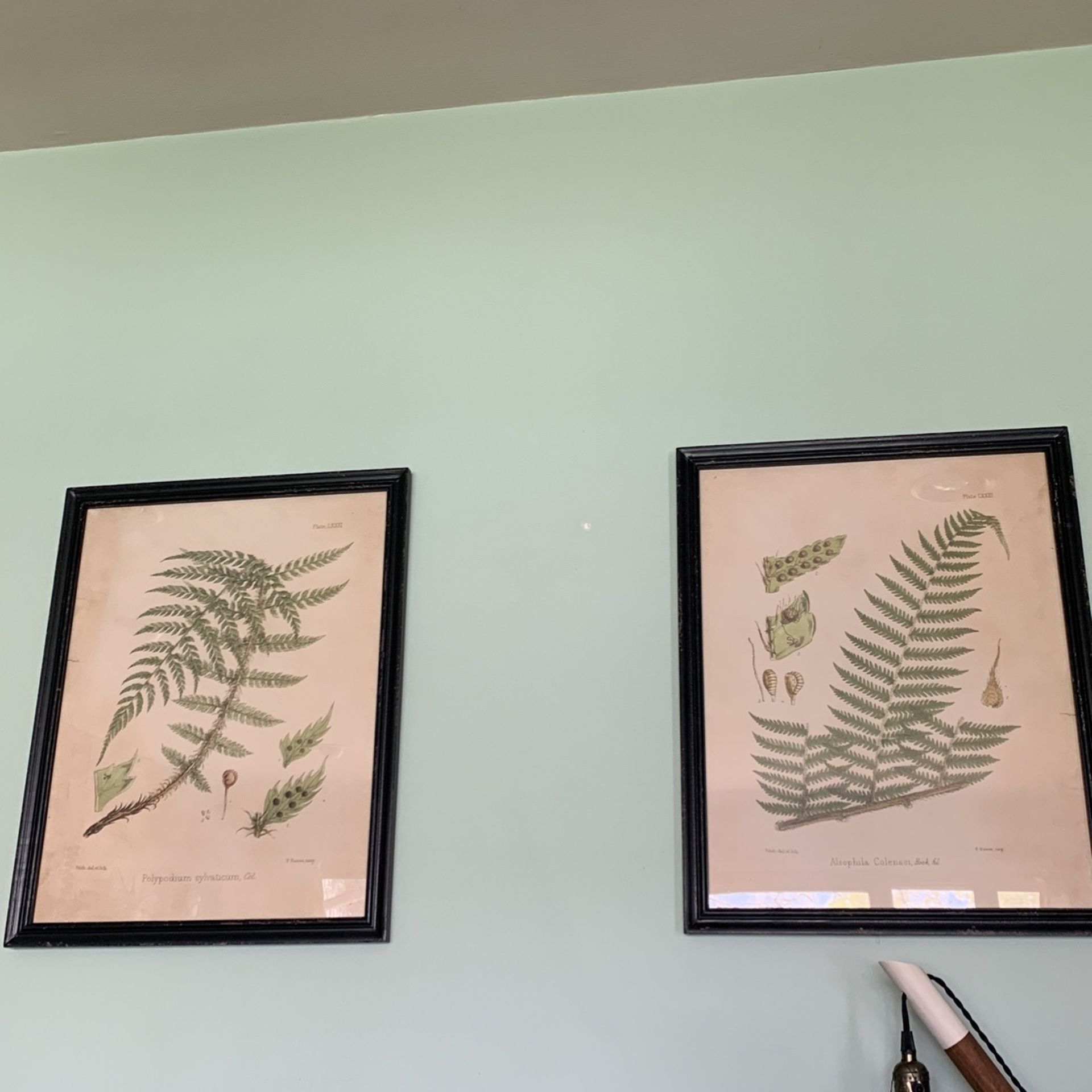 Fern Framed Pictures (set of 2)
