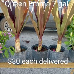 Queen Emma 7 Gal...$30 Each Delivered 