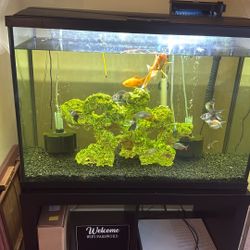 29 Gallon Fish Tank With Everything In It