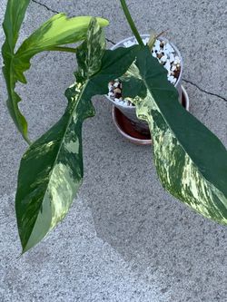 Philodendron Florida Beauty x Bob Cee