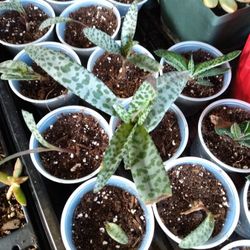 Plant Sale 