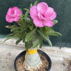 Desert Rose Double Flower Bonsai Plant, In 1 Gallón Pot Pick Up Only