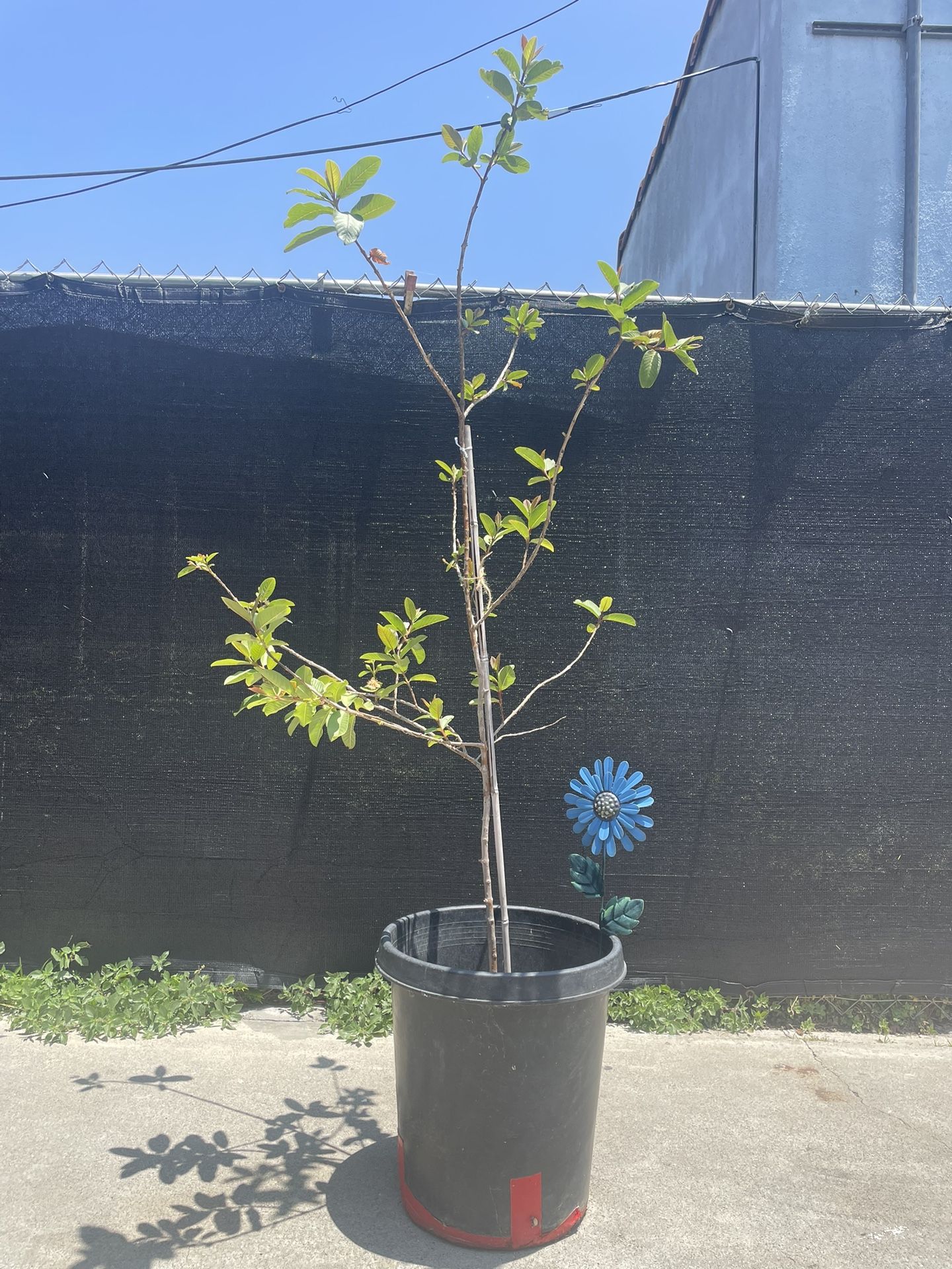 Guava Tree (white inside)