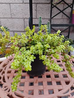 Elephant plant