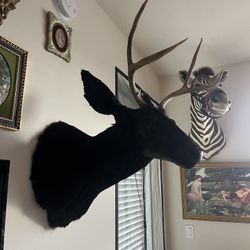 Taxidermy Dyed Black Mule Deer