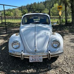 VW 1969 Bug