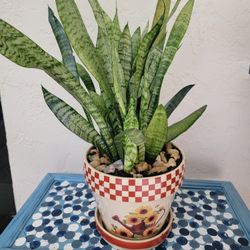 Snake Plant In Pot 